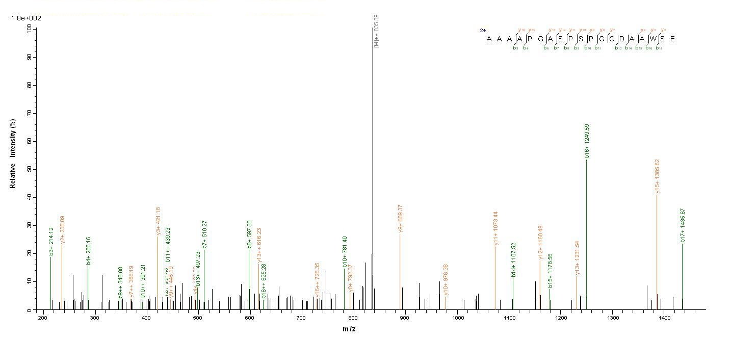 Human MSH6 protein