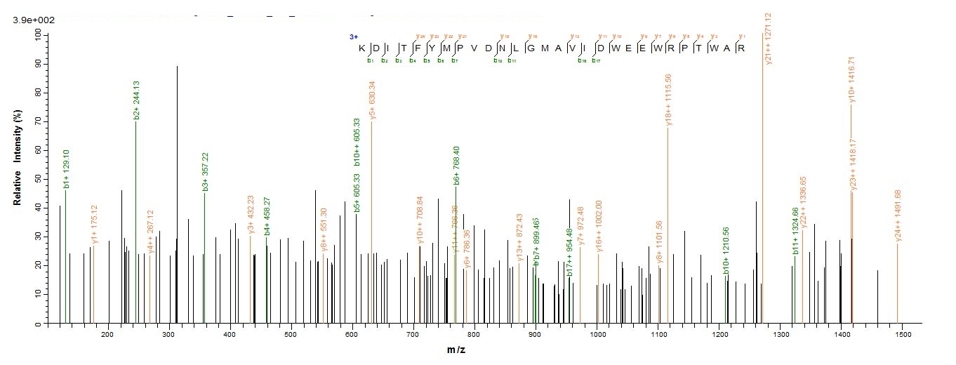 Human SPAM1 protein