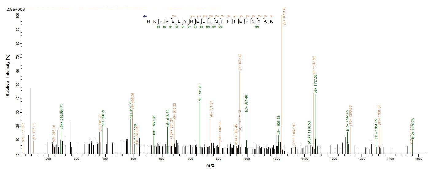 E.coli neurotoxin type C1 protein