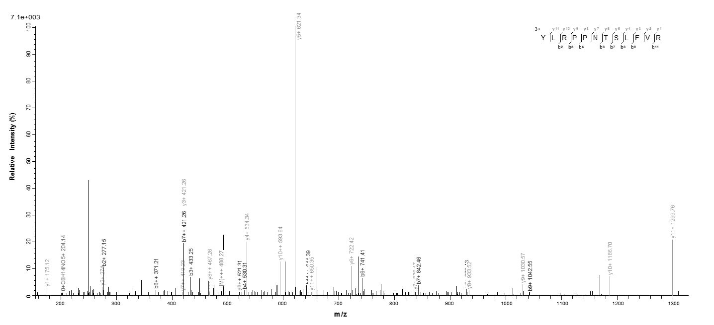 Human SRSF10 protein