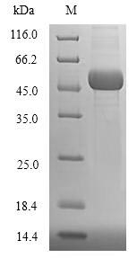 Human UBE2Q2 protein
