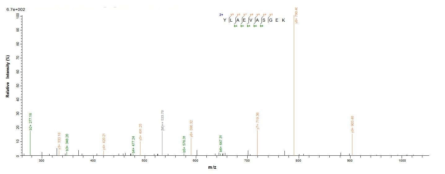 Human YWHAH protein