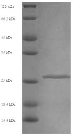 Mouse Cela2a protein