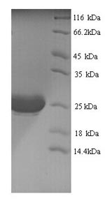 Yeast IL1 alpha protein