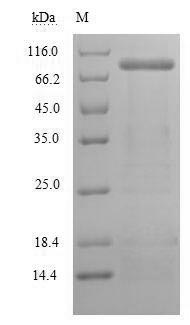 Mouse Loxl2 protein