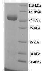 Yeast tuf1 protein