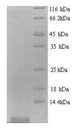 Yeast stxB protein