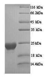 Yeast ALTA1 protein