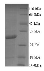 Yeast fbpB protein