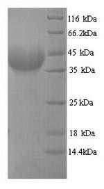 Yeast MDR1 protein