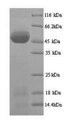 Yeast AC1 protein