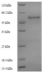 Yeast cyp125 protein