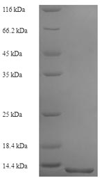 Yeast Histone H2B protein