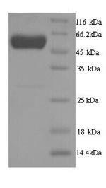 Yeast d2hgdh protein
