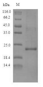 Yeast IL10 protein