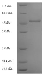 Yeast LCY1 protein
