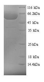 Yeast Polygalacturonase protein