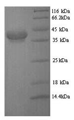 E. coli cfaE protein