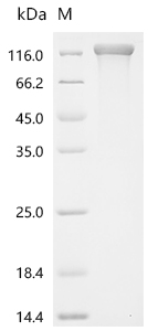 Recombinant Human Collagen alpha-1(III) chain (COL3A1)