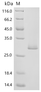 Recombinant Dog Interleukin-18 (IL18)