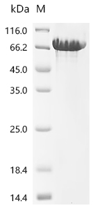 Recombinant Macaca fascicularis Cadherin-1 (CDH1), partial (Active)