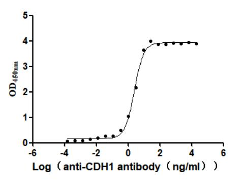 Recombinant Macaca fascicularis Cadherin-1 (CDH1), partial (Active)