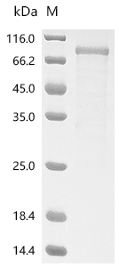 Recombinant Human Signal-regulatory protein gamma (SIRPG), partial