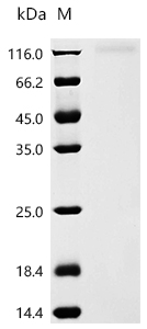 Recombinant Human coronavirus NL63 Spike glycoprotein (S), partial