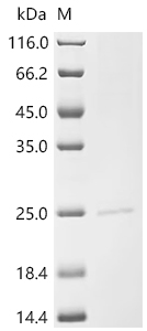 Recombinant Rat Interleukin-11 (Il11)