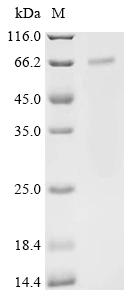 Recombinant Human TNF receptor-associated factor 3 (TRAF3)