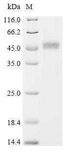 Recombinant Human Ubiquitin-like modifier-activating enzyme 6 (UBA6), partial