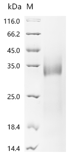 Recombinant Bovine coronavirus Spike glycoprotein (S), partial