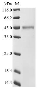 Recombinant Canine coronavirus Nucleoprotein(N)
