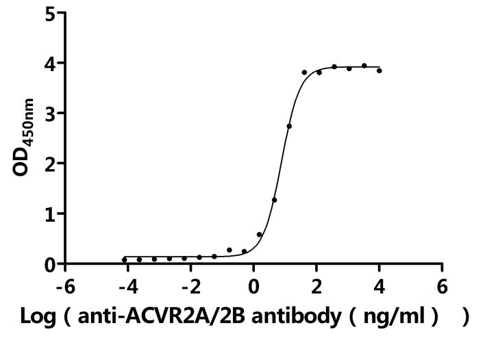 Recombinant Mouse Activin receptor type-2B (Acvr2b), partial (Active)