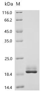 Recombinant Sheep Fibroblast growth factor 2 (FGF2) (Active)