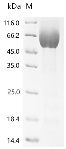 Recombinant Human Cell adhesion molecule CEACAM1 (CEACAM1), partial (Active)