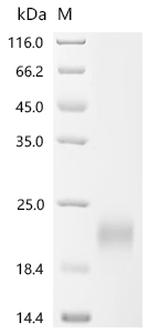 Recombinant Mouse Leukemia inhibitory factor (Lif)