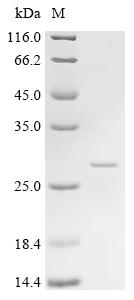 Recombinant Pig Tenascin (TNC), partial