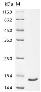 Recombinant mouse Interferon gamma (Ifng)