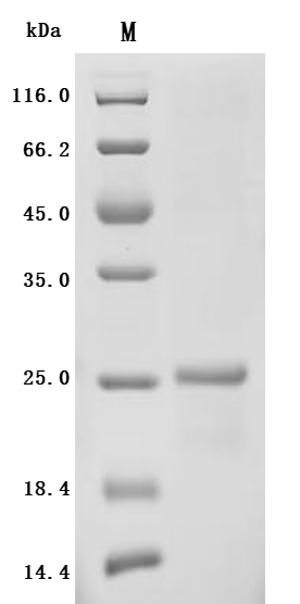 Recombinant Human Claudin-6 (CLDN6)-Detergent (Active)