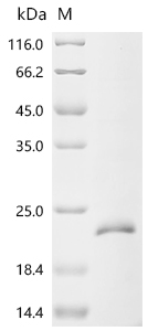 Recombinant Bovine Transforming growth factor beta-1 proprotein (TGFB1), partial