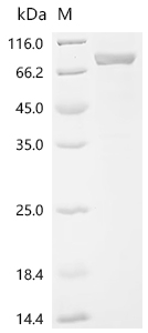 Recombinant Human TNF receptor-associated factor 3 (TRAF3)