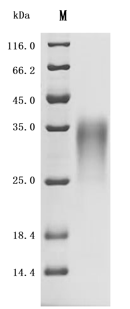 Recombinant Mouse Activin receptor type-2B (Acvr2b), partial (Active)