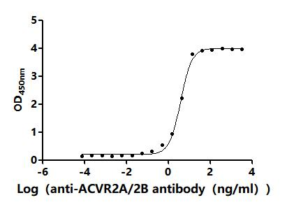 Recombinant Mouse Activin receptor type-2B (Acvr2b), partial (Active)