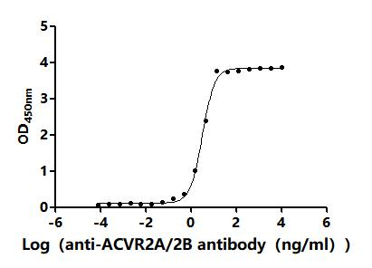Recombinant Human/Cynomolgus monkey Activin receptor type-2B (ACVR2B), partial (Active)