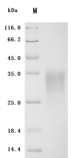 Recombinant Mouse Activin receptor type-2A (Acvr2a), partial (Active)