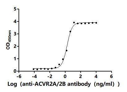 Recombinant Mouse Activin receptor type-2A (Acvr2a), partial (Active)