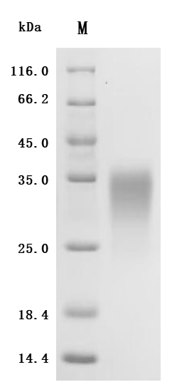 Recombinant Human/Cynomolgus monkey Activin receptor type-2A (ACVR2A), partial (Active)