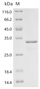 Recombinant Bovine Interleukin-8 (CXCL8)