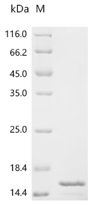 Recombinant Chicken Fibroblast growth factor 1 (FGF1)